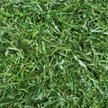 Ukazi/Ero/Afang Leaf