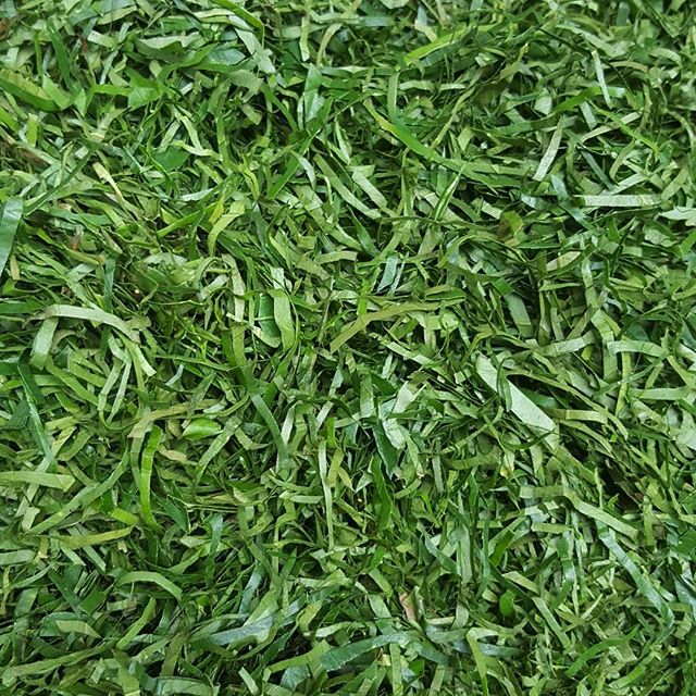 Ukazi/Ero/Afang Leaf
