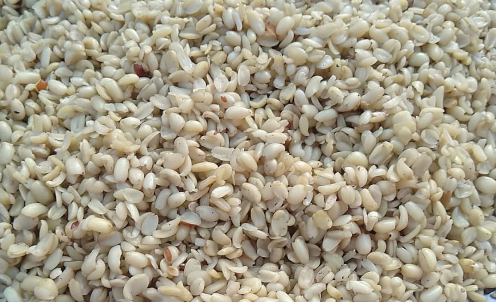 Ukwa Breadfruit