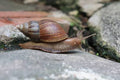Benedicta Food Intern Snail (500g)
