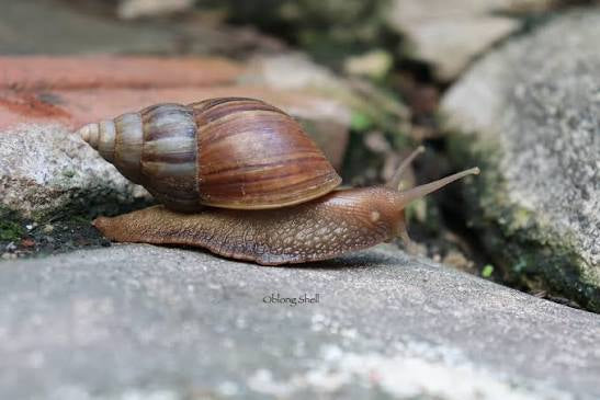 Benedicta Food Intern Snail (500g)